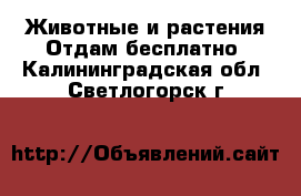 Животные и растения Отдам бесплатно. Калининградская обл.,Светлогорск г.